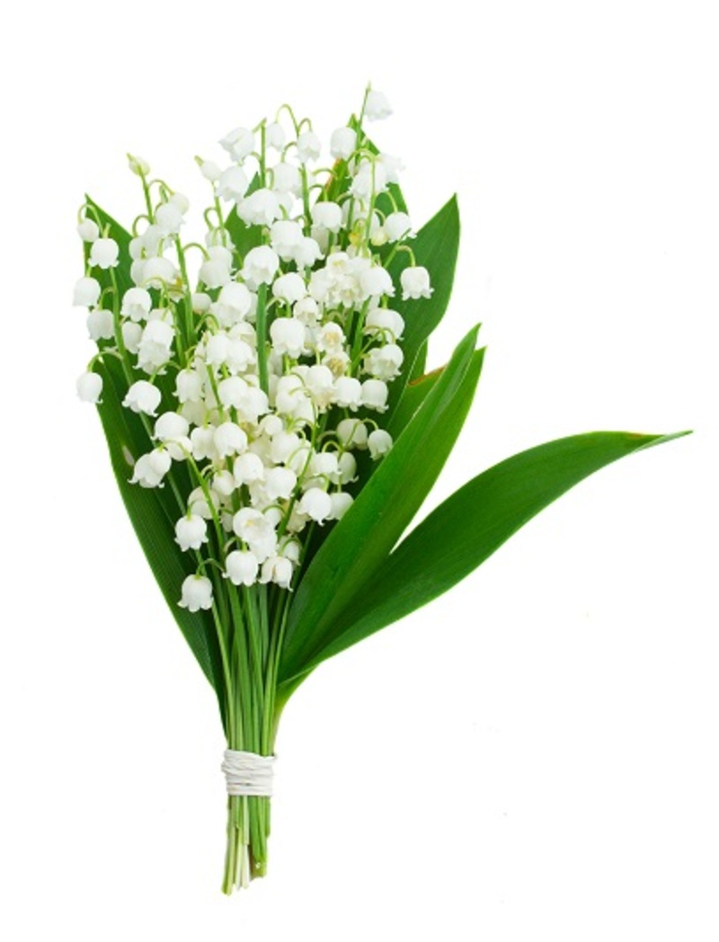 flowers / impressive flowers