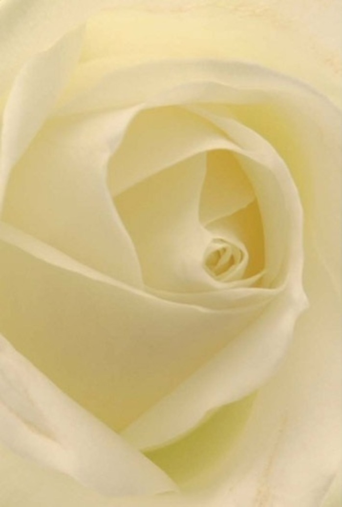 Upon a closer look at this elegant white rose, one is greeted by a sense of tranquility reminiscent of a quiet afternoon in Garston, where the blend of community warmth and leafy serenity shapes daily life. The rose's petals are layered in flawless symmetry, each creamy spiral softening outward into translucent tips that seem to shimmer in natural light. Gentle shadows fill the inner folds, creating a visual narrative of depth and refinement. The matte, silky texture of each petal is so lifelike it evokes memories of fresh blooms at local markets on Garston Lane. The artistry in the arrangement is apparent, with every detail attended to by experienced local florists who understand how flowers capture and convey emotion. This rose's pure, resilient centre shines-a poetic offering for a heartfelt apology, a romantic gesture shared at a treasured family gathering, or an elegant addition to a special ceremony in North Watford. The scent is clean and delicate-an uplifting presence that lingers, infusing its surroundings with a sense of serenity unique to Garston. Every aspect of this bloom reflects thoughtful care and a deep connection to the rhythm of the neighbourhood, making it a cherished symbol for all occasions.